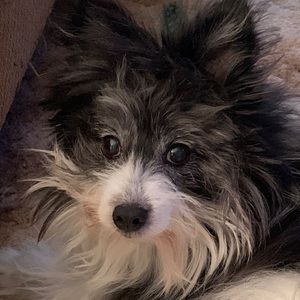 Meet your Posher, Sandy